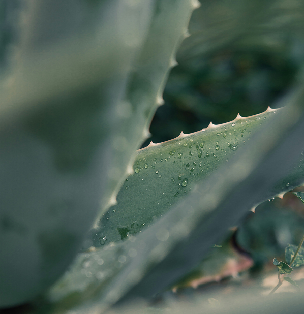 Aloe Vera