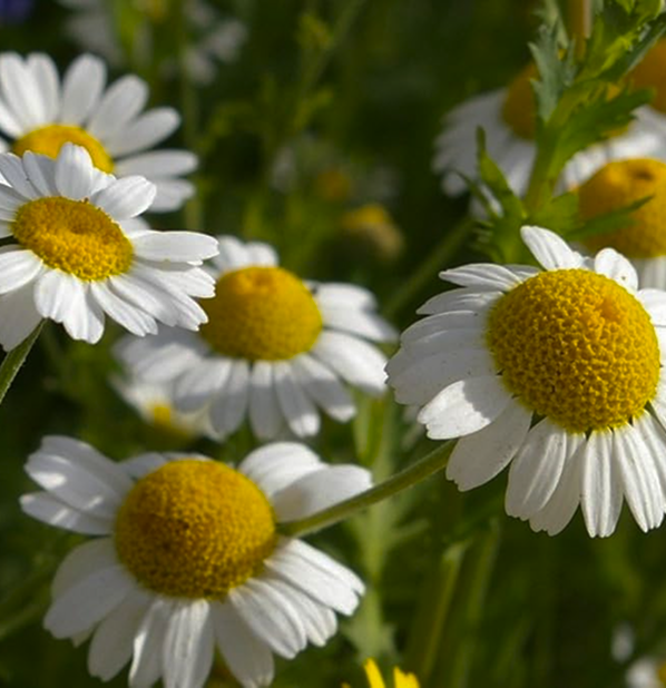 Wild Chamomile