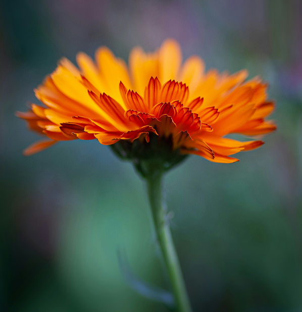 Calendula