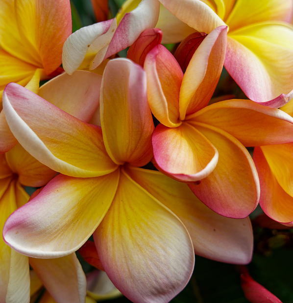 Frangipani