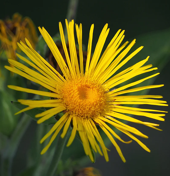 Elecampane