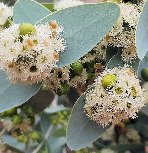 Blue Mallee Eucalyptus