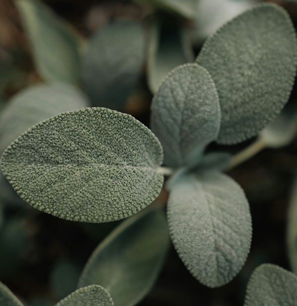 Sage