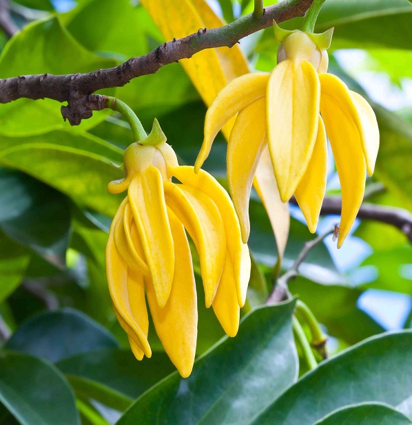 Ylang-Ylang