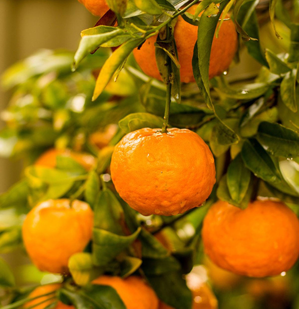 Mandarin Orange