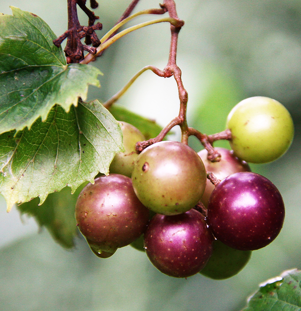 Muscadine