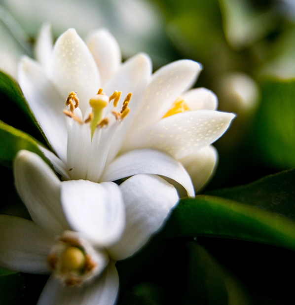 Neroli