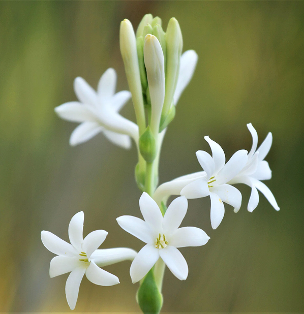 Tuberose