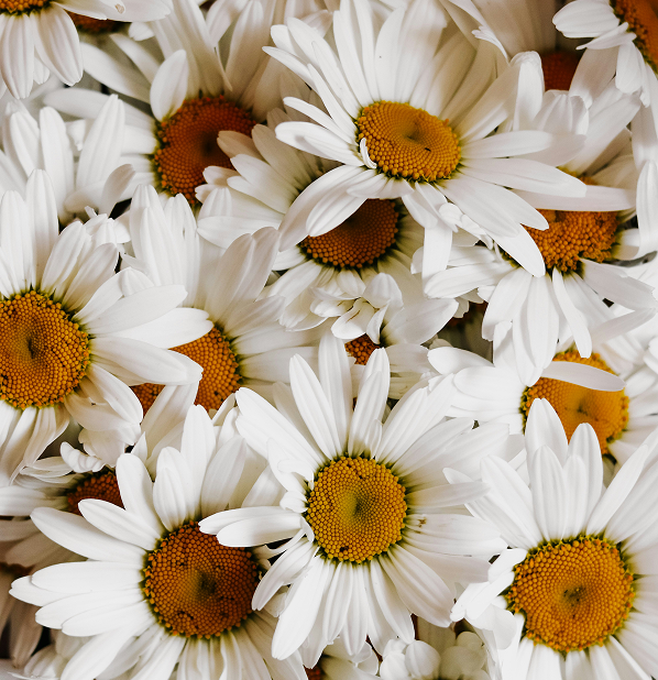 Chamomile