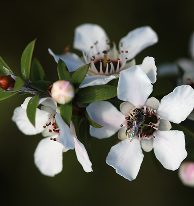 Manuka Oil