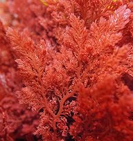 Astaxanthin