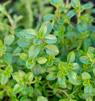 Thyme