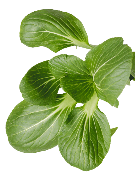 Green leafy plant
