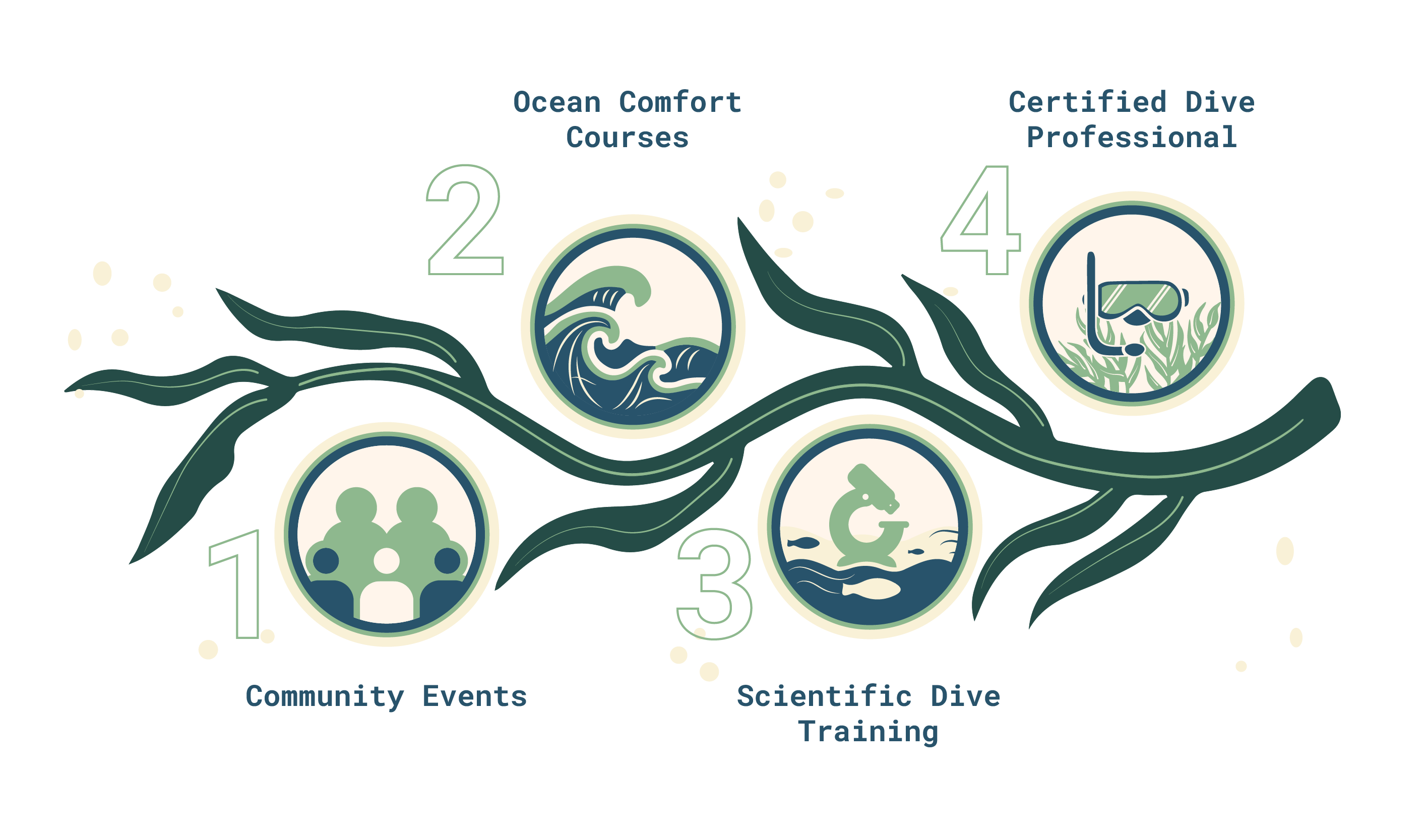 Illustrated flowchart on seaweed branch with four steps: 1 Community Events with group icon, 2 Ocean Comfort Courses with wave icon, 3 Scientific Dive Training with microscope and fish icon, 4 Certified Dive Professional with diving mask and snorkel icon.