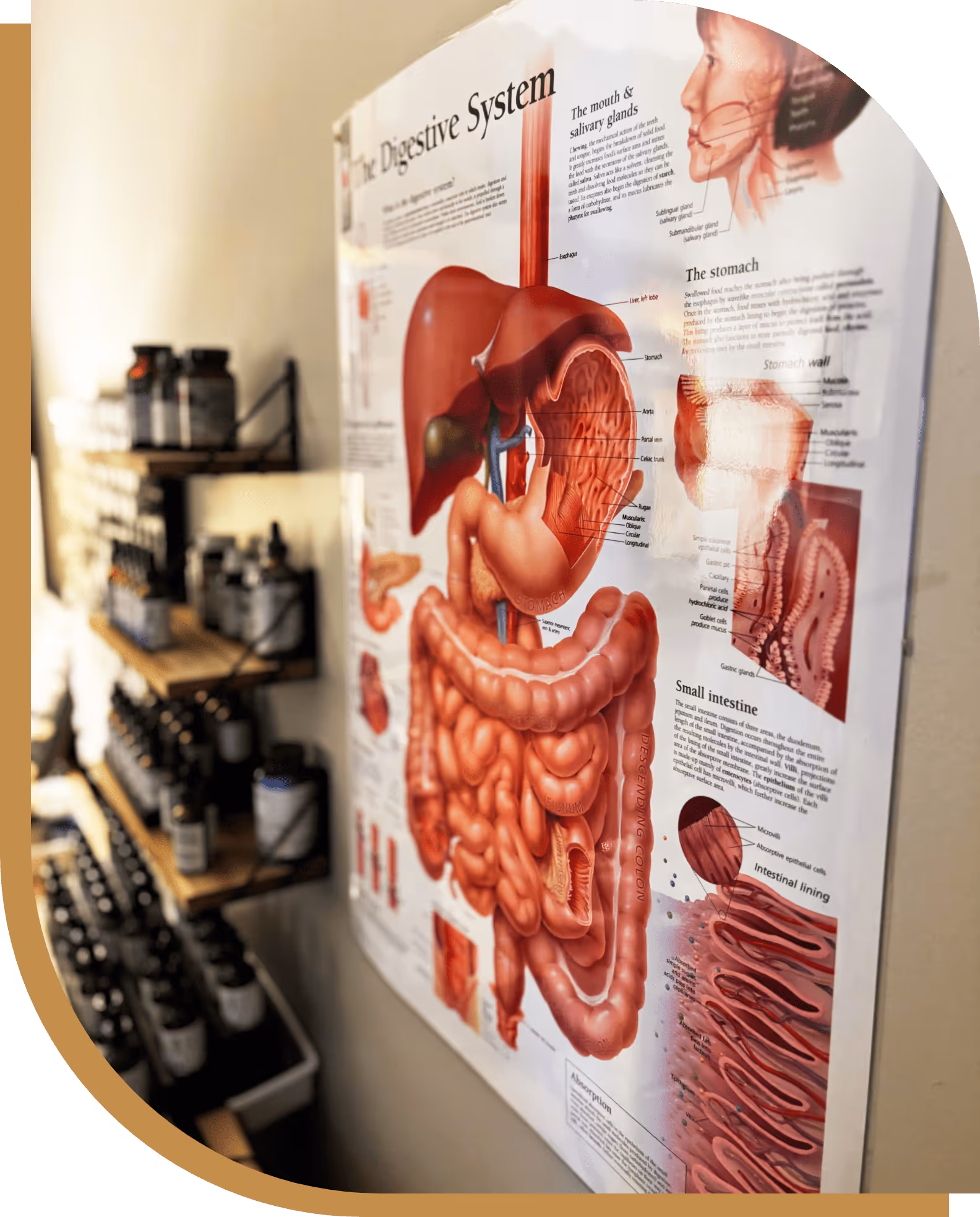 Poster of the human digestive system with labeled organs displayed on a wall next to shelves of supplement bottles.