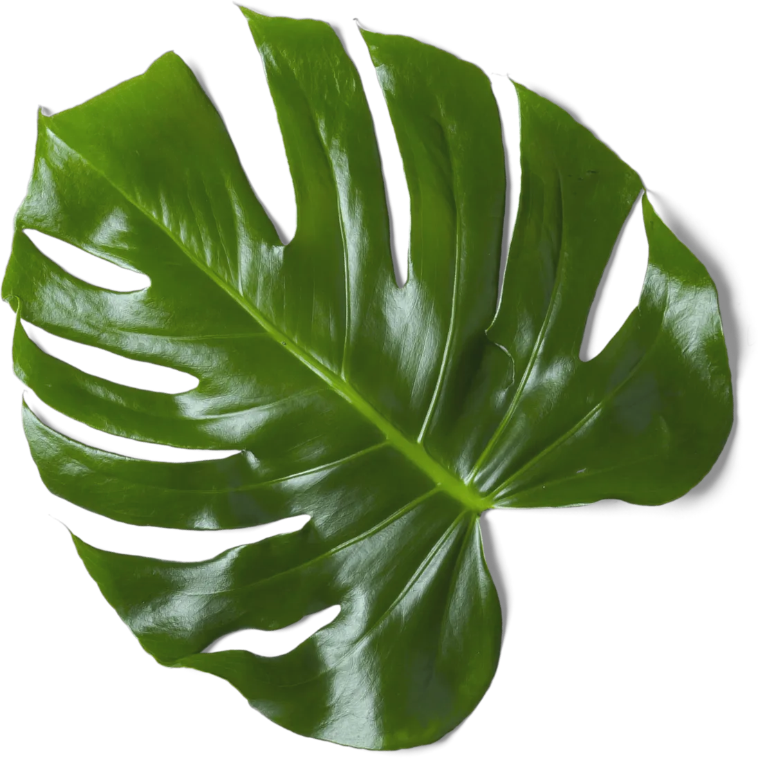 Subscribe And Get 10% OFF - Wellbeing X Webflow Template