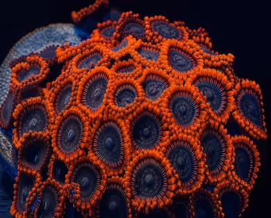 Close-up image of vibrant orange and deep blue zoanthid coral polyps under aquarium lighting, showing intricate circular patterns and detailed textures of each individual polyp.