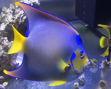 vibrant Queen Angelfish in an aquarium, featuring bright yellow fins, a deep blue body with fine scale patterns, and electric blue facial markings near rocks and coral.