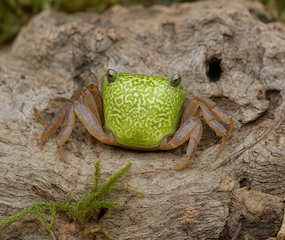 Green Emeralds Crab CB