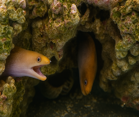 Golden Moray Eel