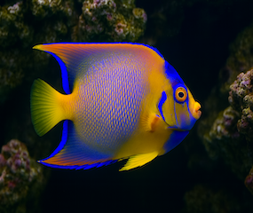 Queen Angelfish