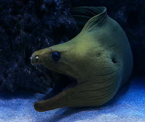 Green Moray Eel