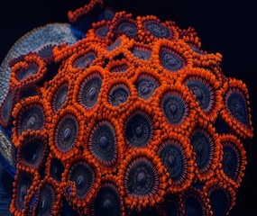 Red Zoanthid