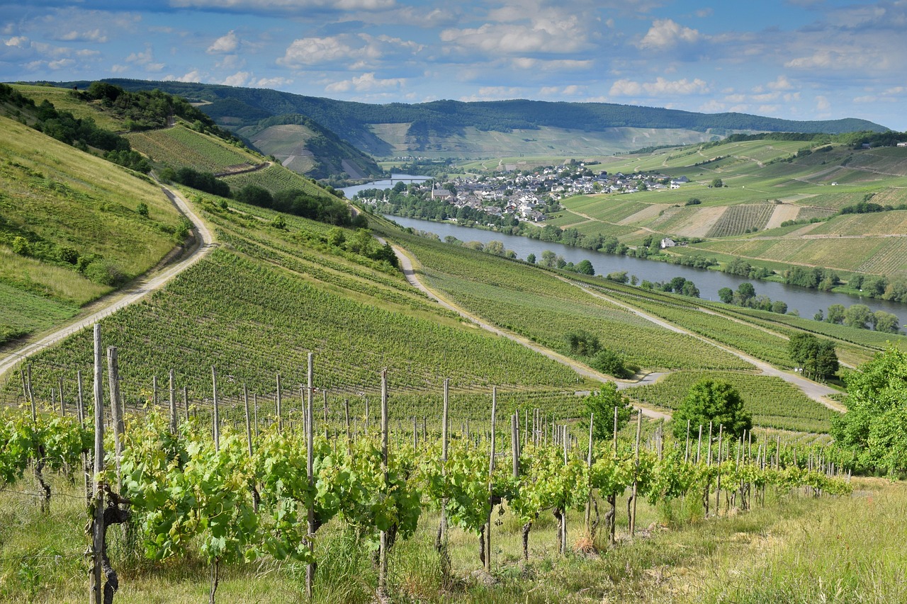 Vineyard rows on green hills overlooking a river and a village in a valley under a partly cloudy sky.