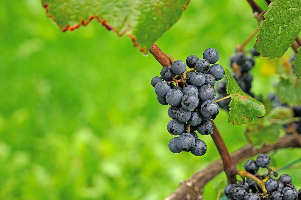 Cluster of ripe dark purple grapes hanging on a vine with green leaves and blurred greenery in the background.