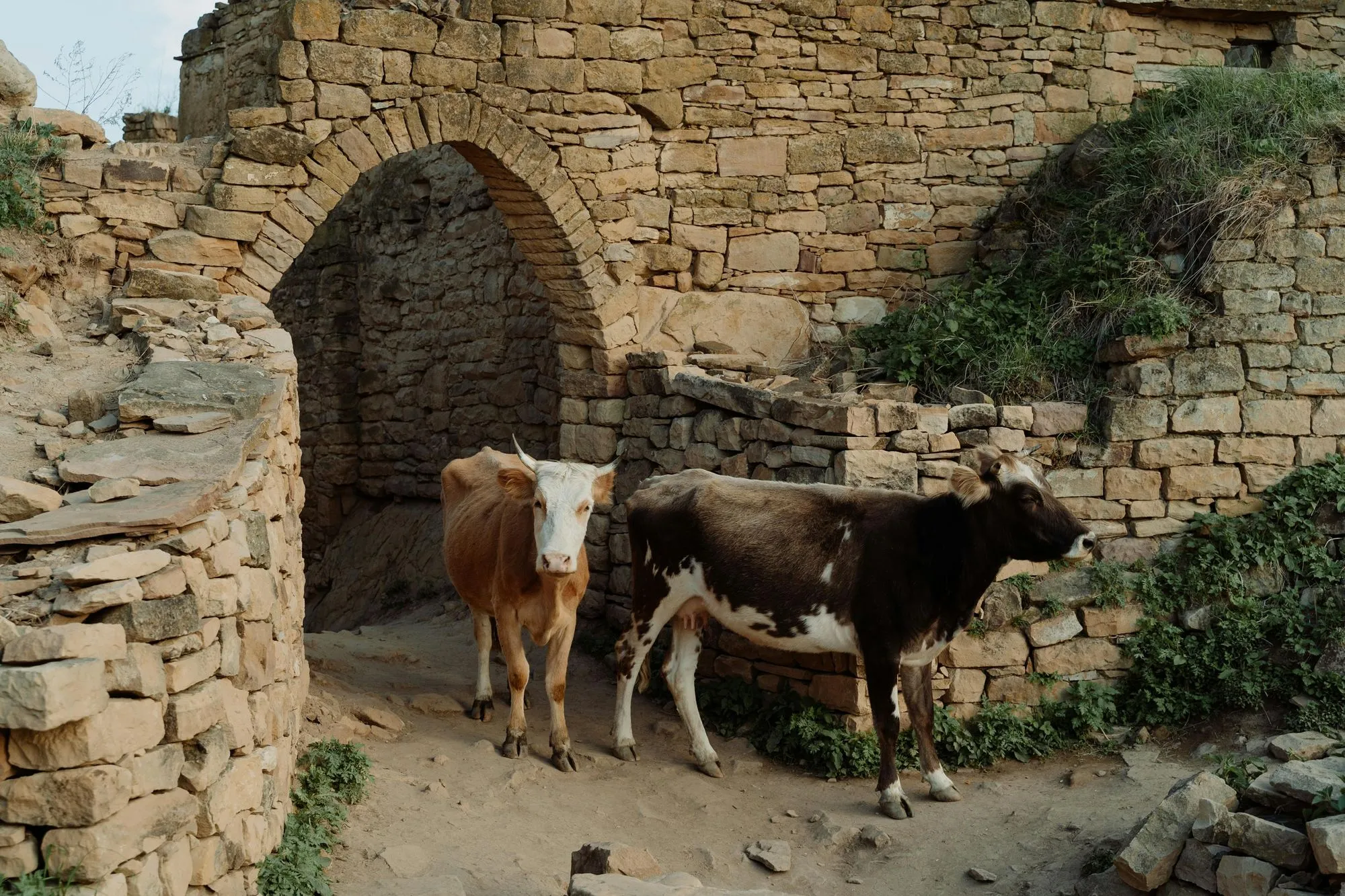 Cows between building