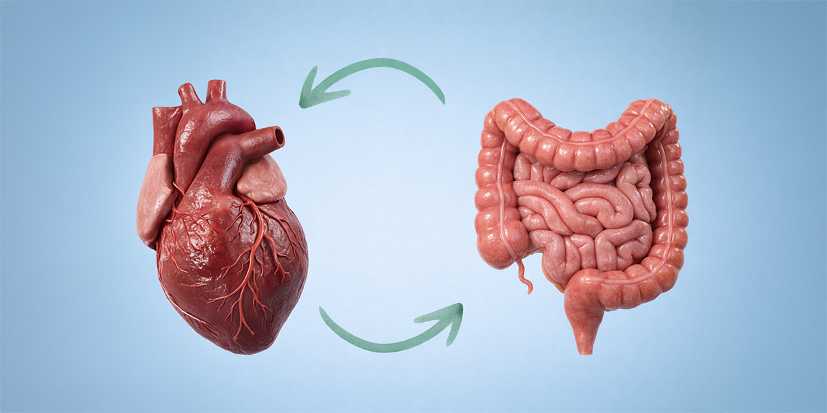 Medical illustration showing the connection between the heart and digestive system representing the gut–heart axis and its impact on cardiovascular health