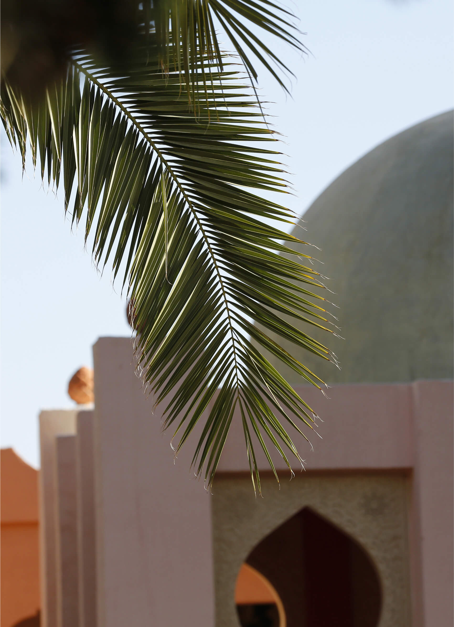 Close-up of a palm frond with a blurred architectural dome and arch in the background.