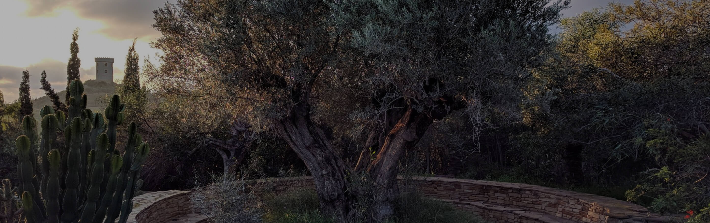 Stone bench encircling a large olive tree in a garden with cacti and tall trees, and a tower visible on a hill in the distance at sunset.