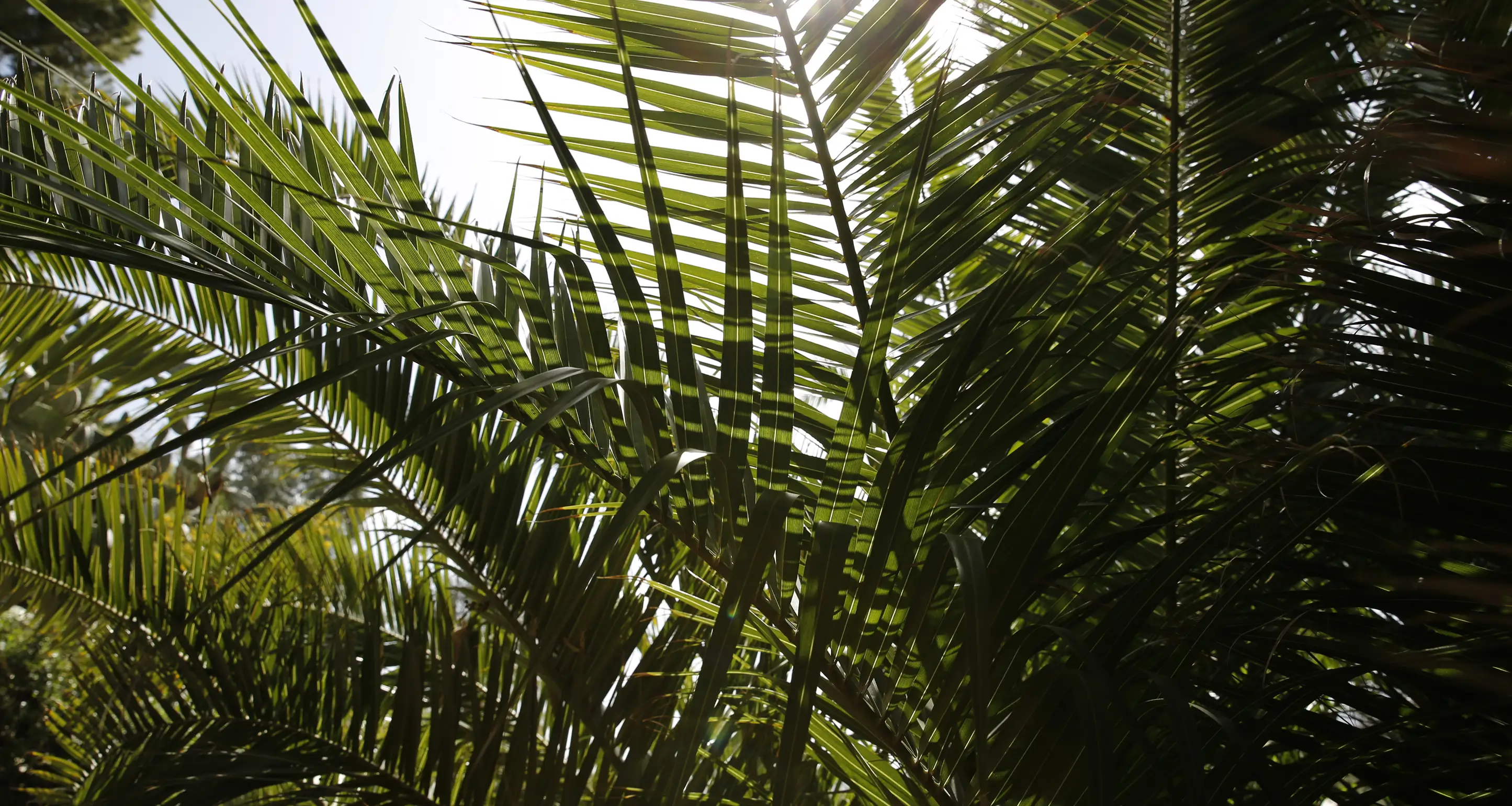 Sunlight filtering through dense green palm leaves.