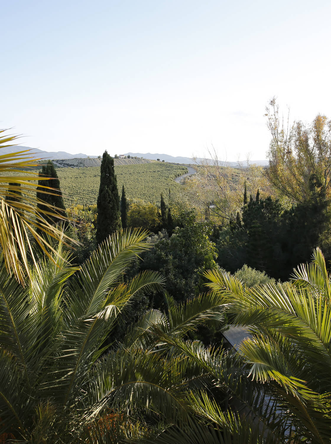 Lush green landscape with palm trees and cypress trees in the foreground and rolling hills in the background under a clear sky.