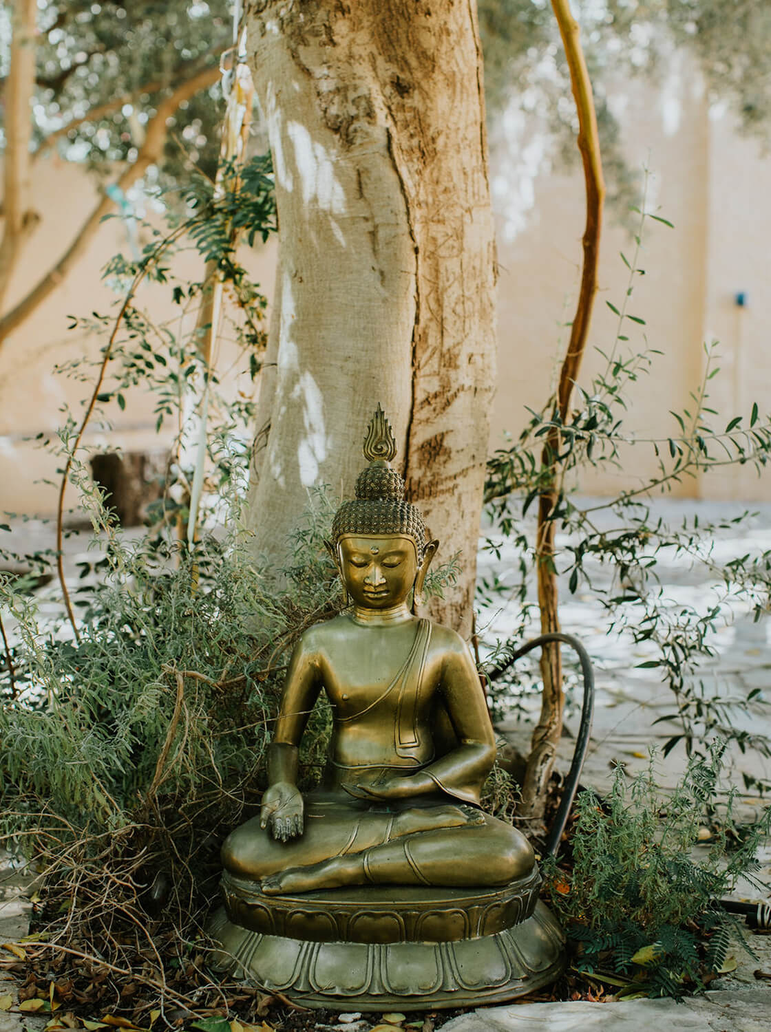 Bronze Buddha statue in a meditative pose seated outdoors against a tree with greenery around.