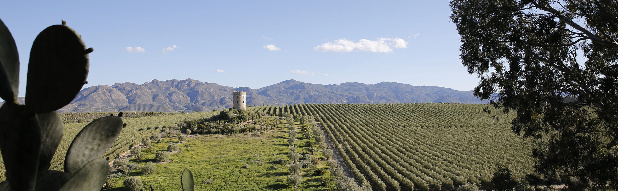 Panoramic view of an olive grove with a small stone tower on a hill, framed by cactus leaves on the left and tree branches on the right, with mountains in the background under a clear blue sky.