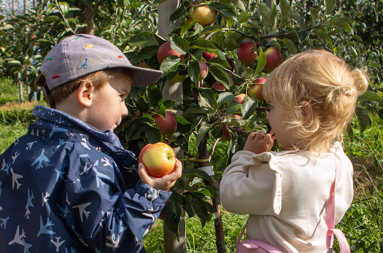 Zwei Kleinkinder stehen an einem Apfelbaum und pflücken Äpfel.