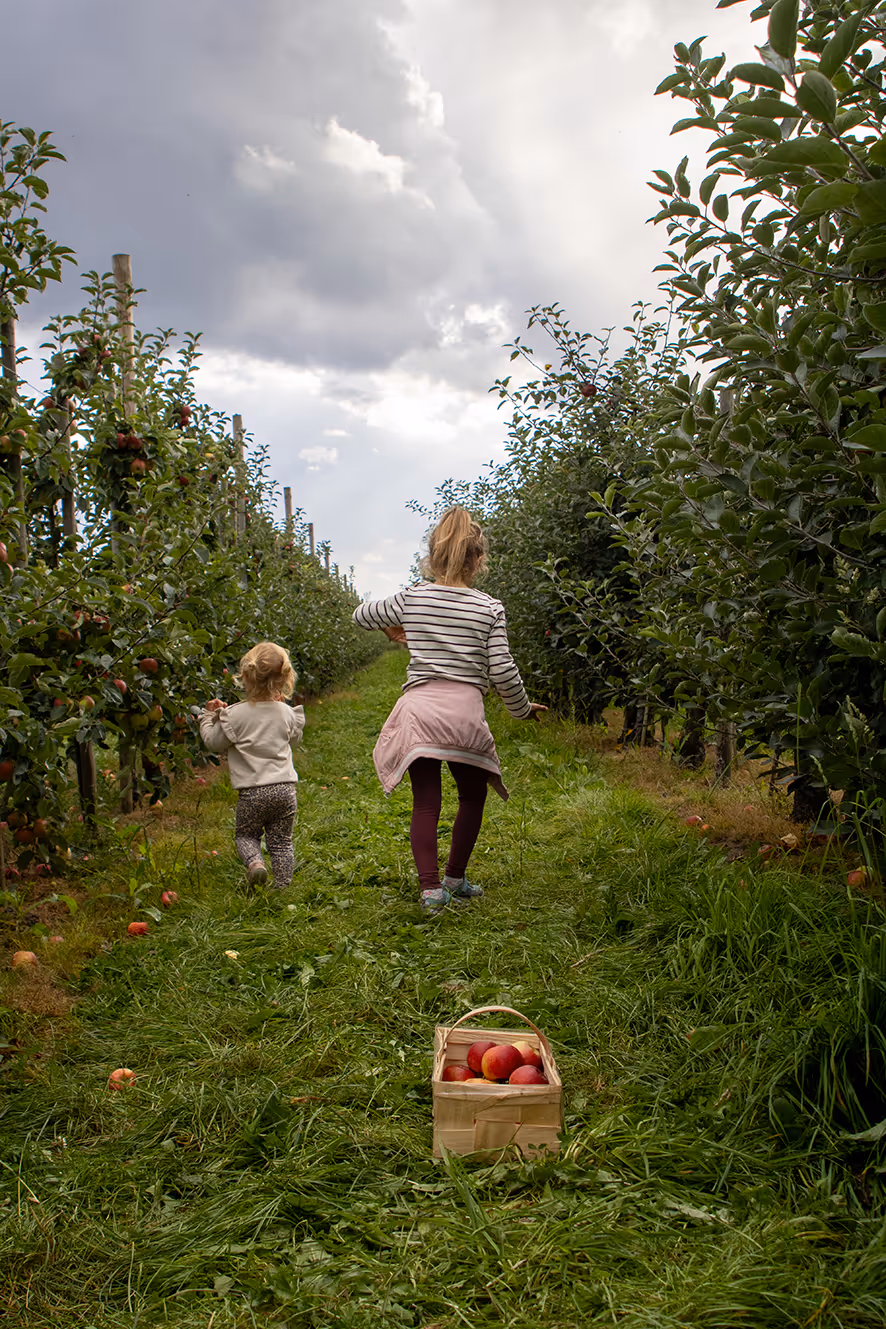 Zwei Mädchen laufen zwischen Apfelbäumen. Im Vordergrund ein voller Apfelkorb.