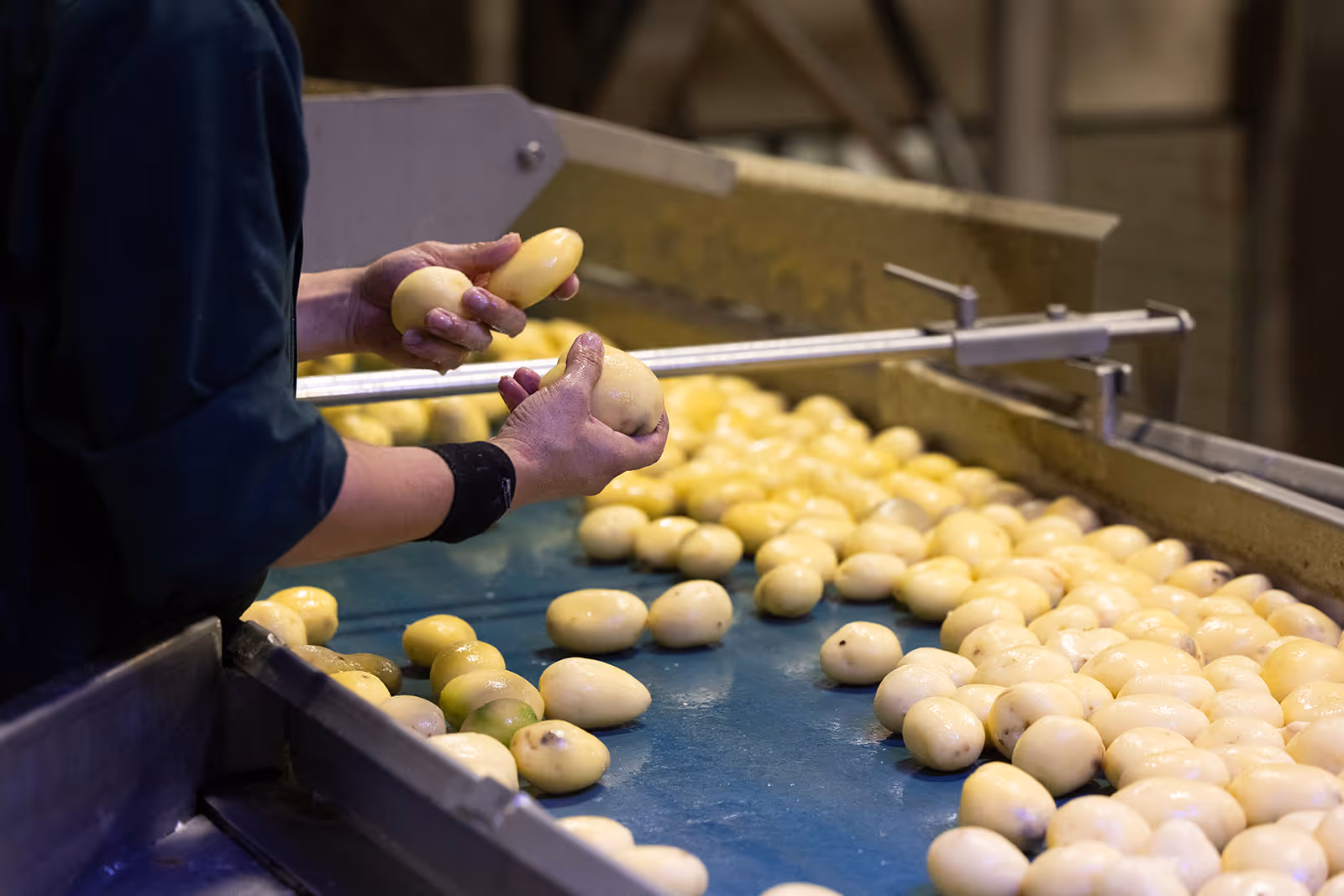 Persoon controleert gele aardappelen op een lopende band in een fabriek.