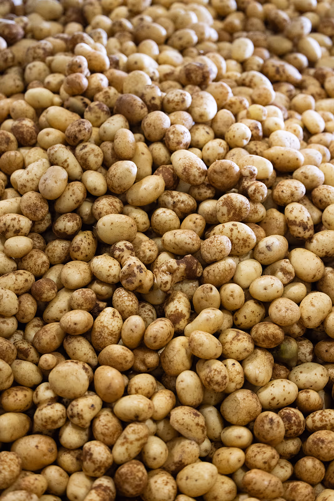 Een grote hoop net geoogste aardappelen met resten van aarde erop.