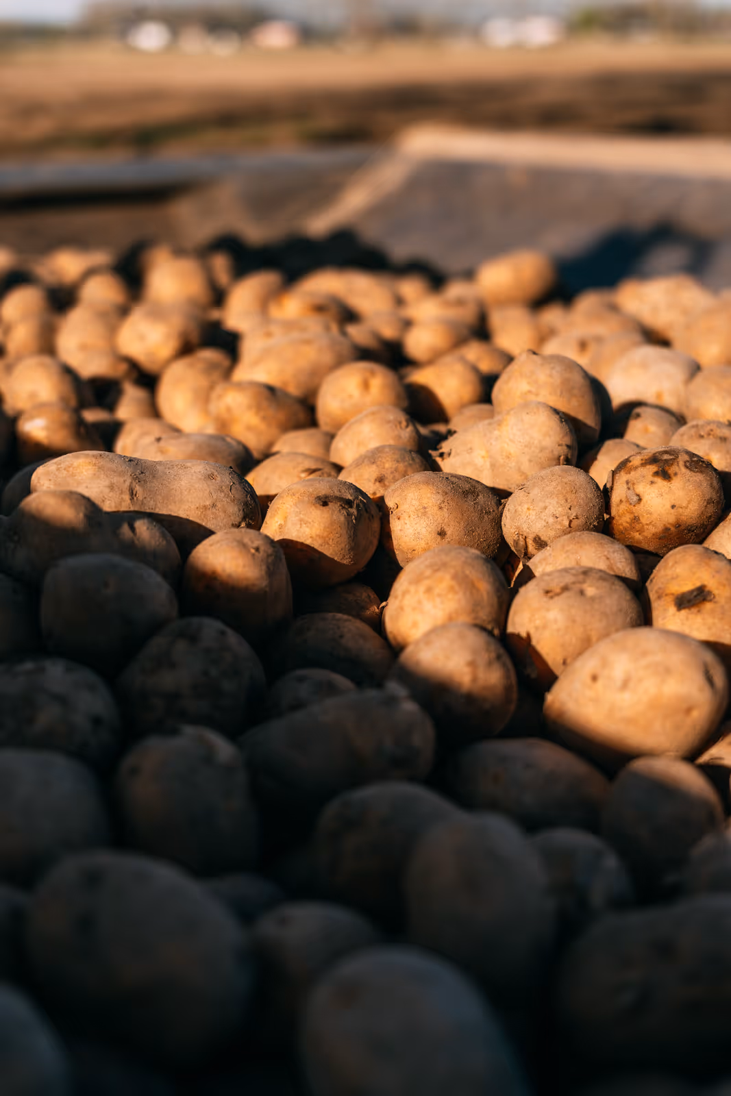 Een grote stapel aardappelen buiten in natuurlijk licht met een vage achtergrond van landbouwgrond.