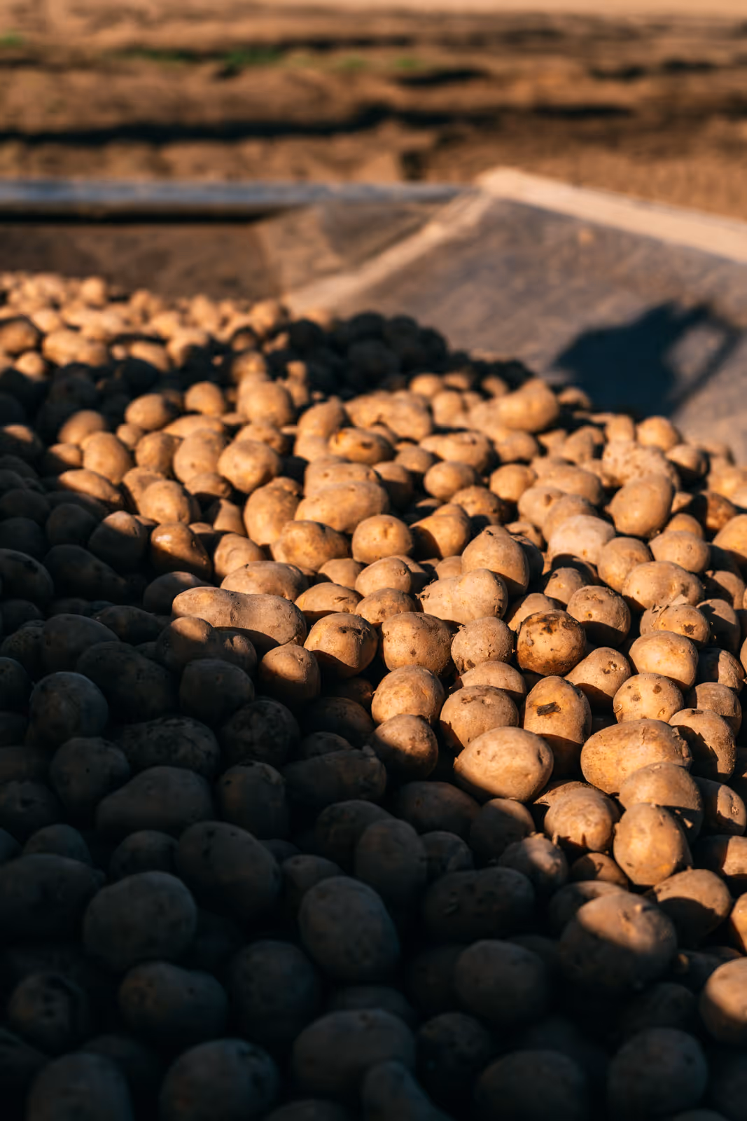 Grote stapel aardappelen in de schaduw en zonlicht, verzameld op een boerderij buiten.
