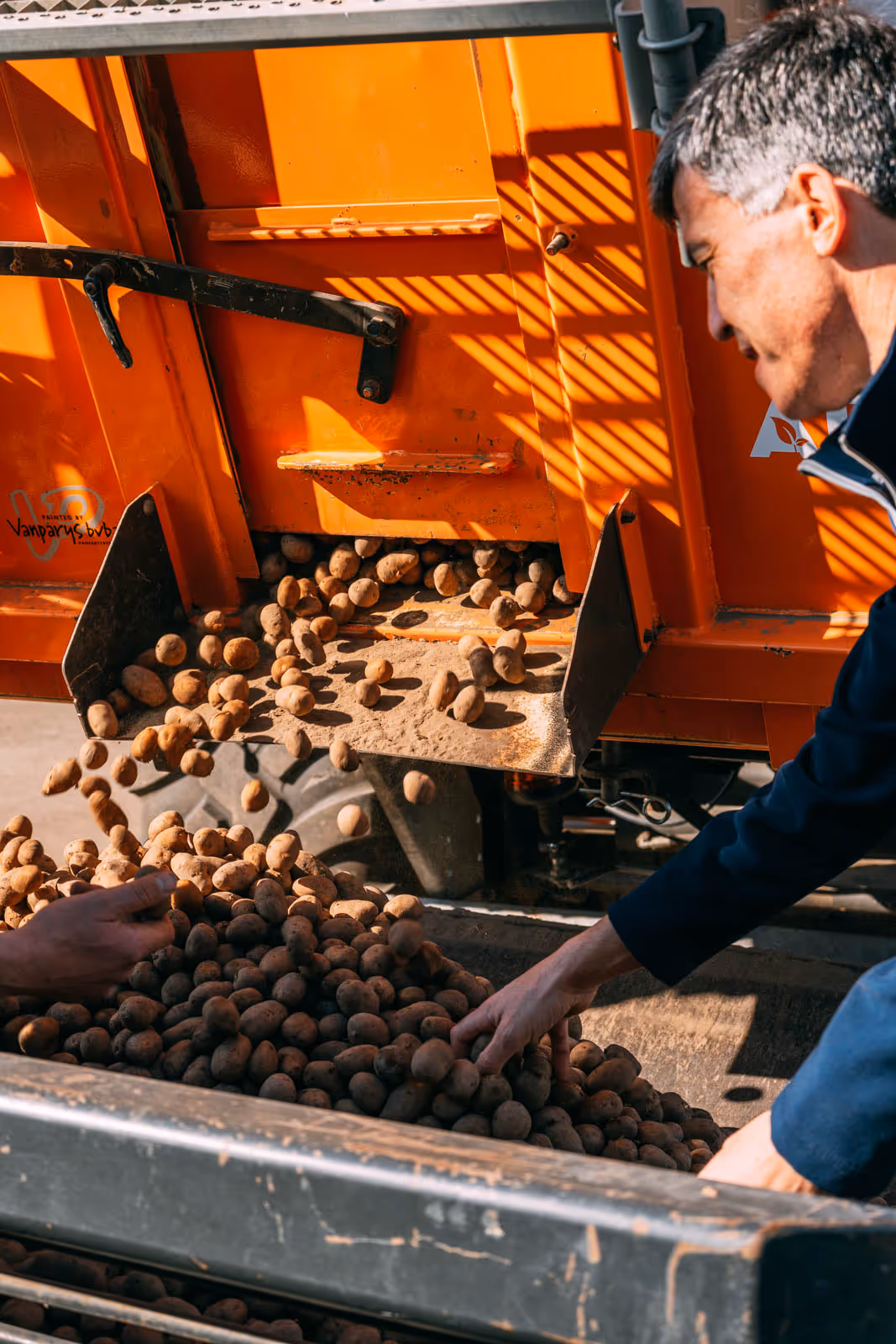 Mensen verzamelen en inspecteren een grote hoeveelheid aardappelen die uit een oranje landbouwmachine vallen.