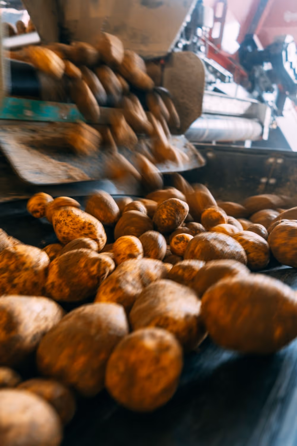 Aardappelen worden mechanisch gesorteerd op een landbouwproductieband.