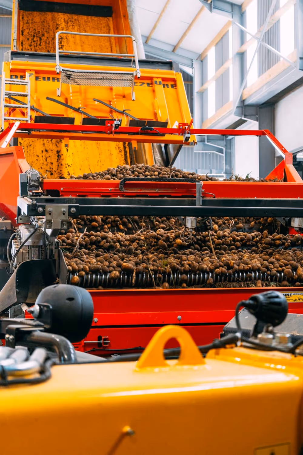 Landbouwmachine verwerkt vers geoogste aardappelen in een grote schuur.