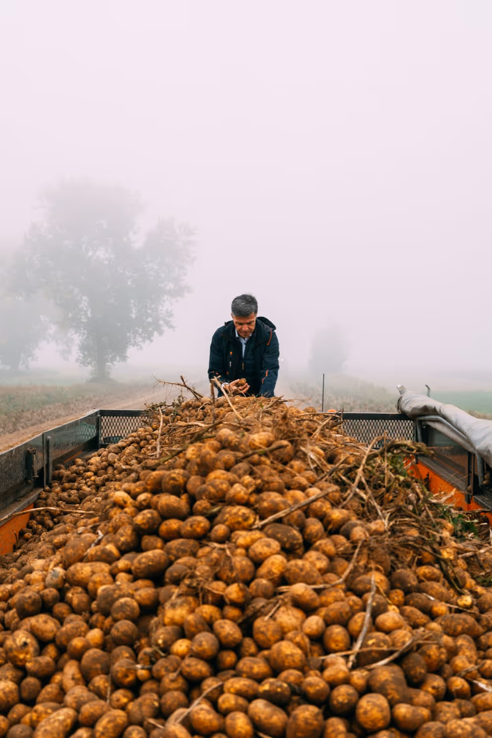 Man staat achter een grote lading aardappelen op een aanhangwagen op een mistige dag buiten.