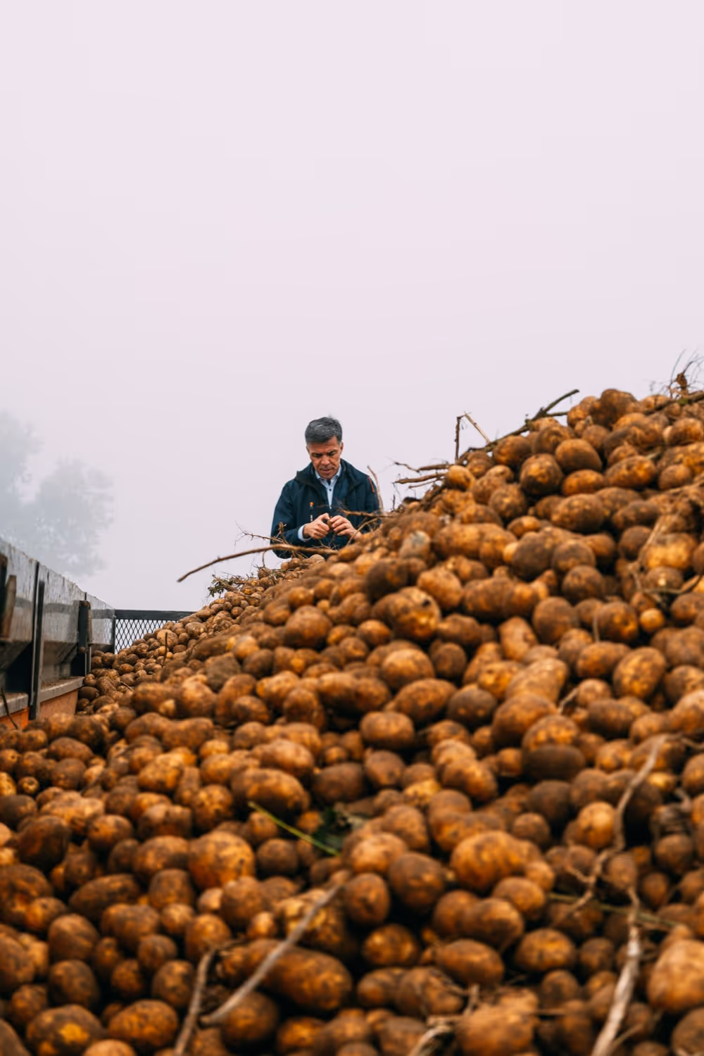 Man die aardappelen inspecteert op een grote hoop op een vrachtwagen tijdens oogst.