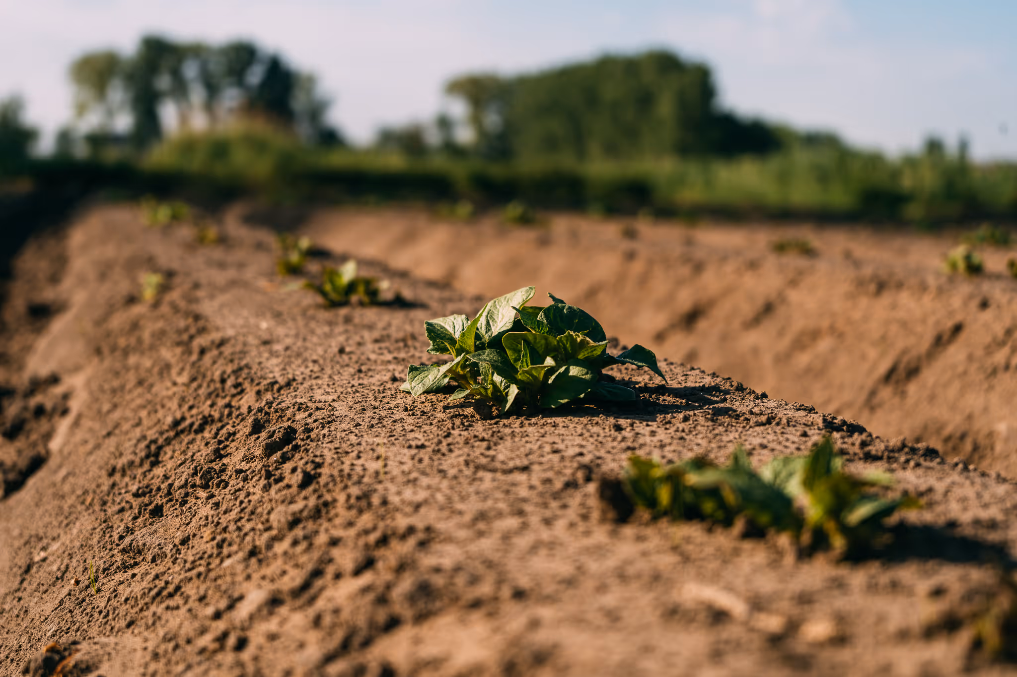 Jonge aardappelplanten die groeien op een veld met opgehoogde rijen aarde onder een blauwe lucht.