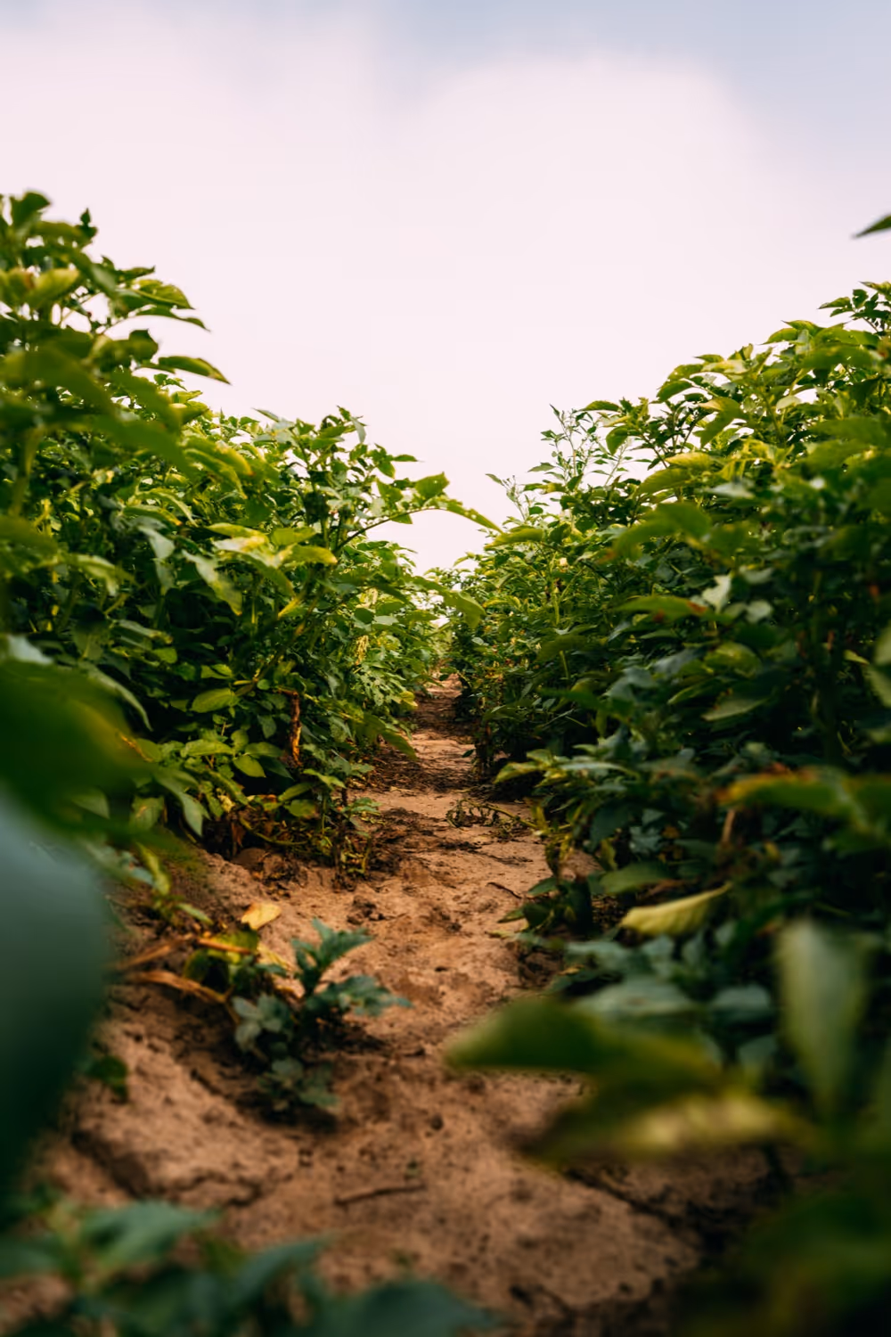 Rij met groene planten langs een smal, modderig pad in een landbouwgebied onder een bewolkte lucht.